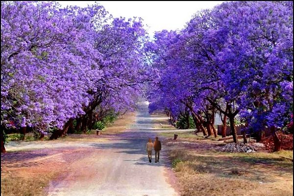 Phát hiện CON ĐƯỜNG HOA PHƯỢNG TÍM đẹp mê hồn ở Đà Lạt khiến teen “bấn loạn”