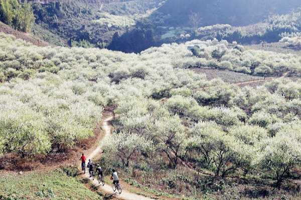 du lịch Mộc Châu mùa hoa mận