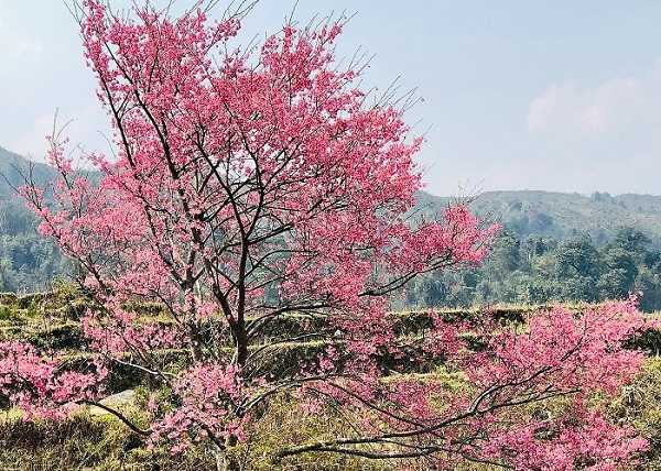 Nàng xuân đến muộn, mang đến một mùa hoa đào ở chân núi Lảo Thẩn đẹp không mỹ từ nào tả xiết