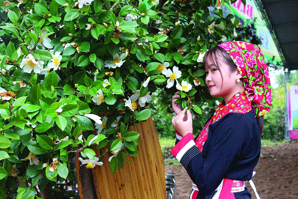 Ghé Bình Liêu, Quảng Ninh để chiêm ngưỡng mùa hoa sở đẹp đến nao lòng